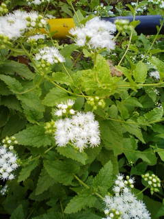 ムラサキカッコウアザミに似た花 はなせんせ