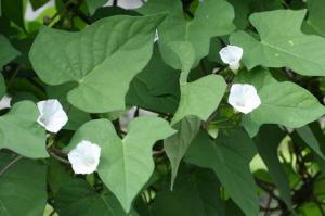 白い小さな花の名前教えてください はなせんせ