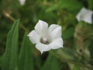 白い小さな花の名前教えてください はなせんせ