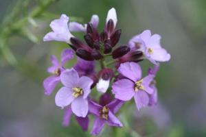 ４枚花弁の赤紫の花 はなせんせ