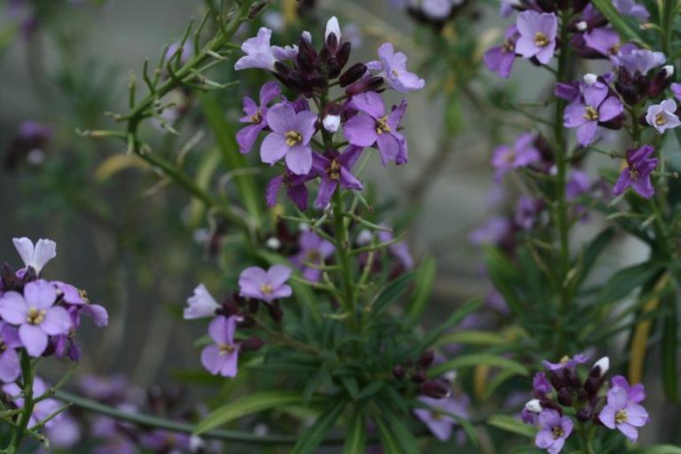 ４枚花弁の赤紫の花 はなせんせ