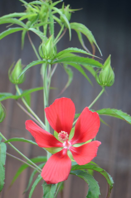 赤い大きな花 はなせんせ