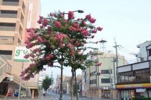 街路樹のピンクの花 はなせんせ