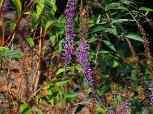 ヤブランに似た花ですが はなせんせ