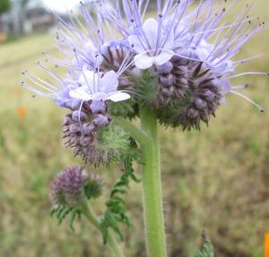 花穂 がゼンマイみたいに丸まってる はなせんせ