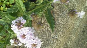 何ていう 花でしょうか はなせんせ