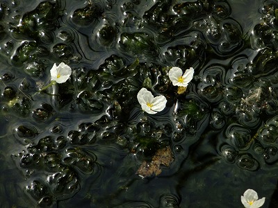 水中に咲く白い花 はなせんせ