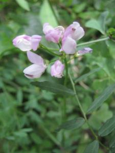 緑肥作物の花ですが はなせんせ