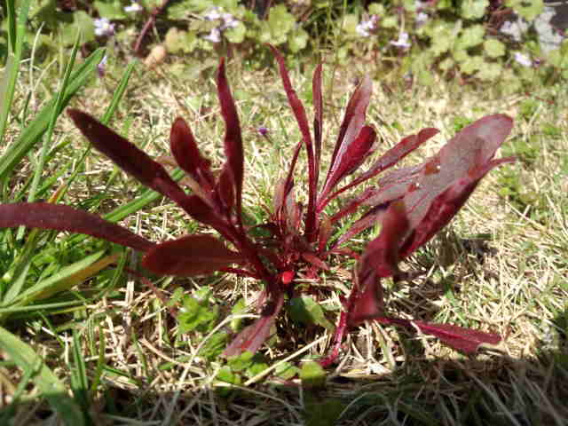 赤い葉っぱの植物 はなせんせ