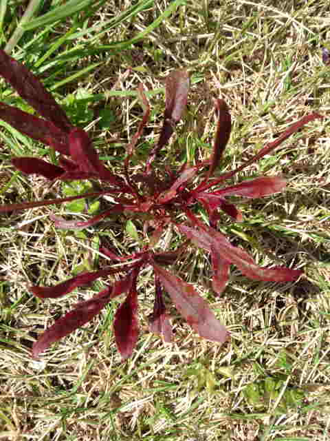 赤い葉っぱの植物 はなせんせ