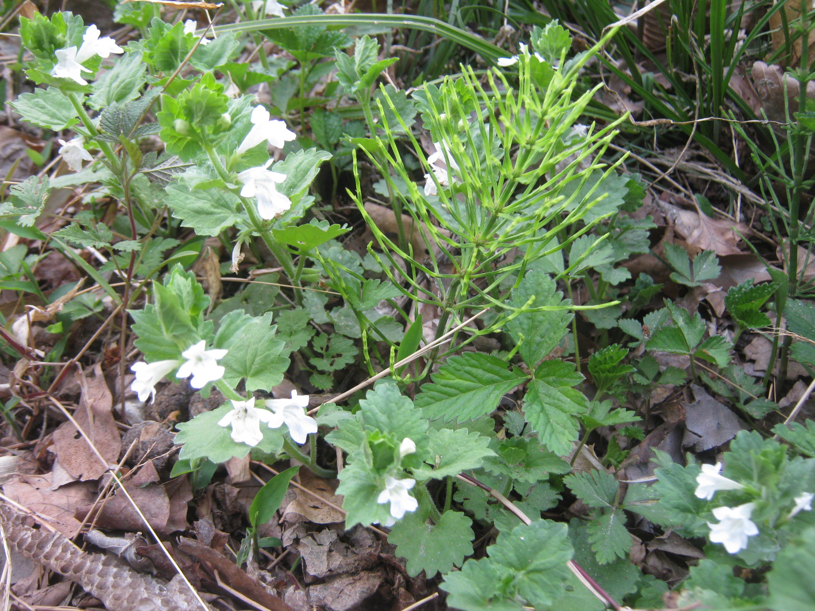 白花の カキドｵシ でしょうか はなせんせ