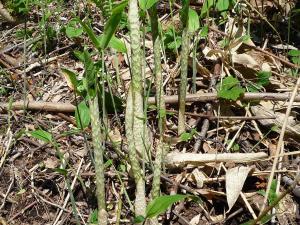 気持ち悪いタケノコの様な植物 はなせんせ