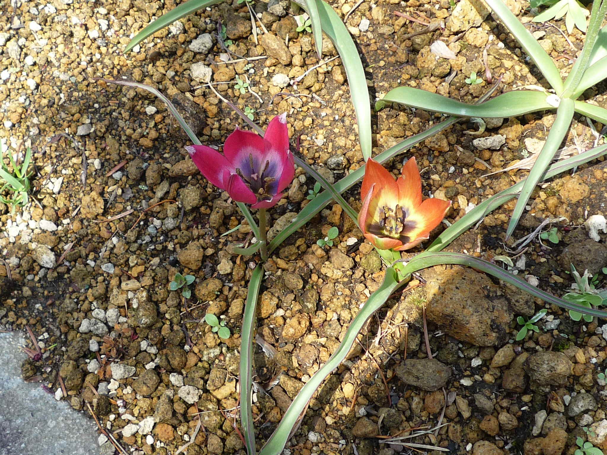 チューリップに似た花 はなせんせ