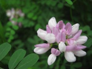 緑肥作物の花ですが はなせんせ