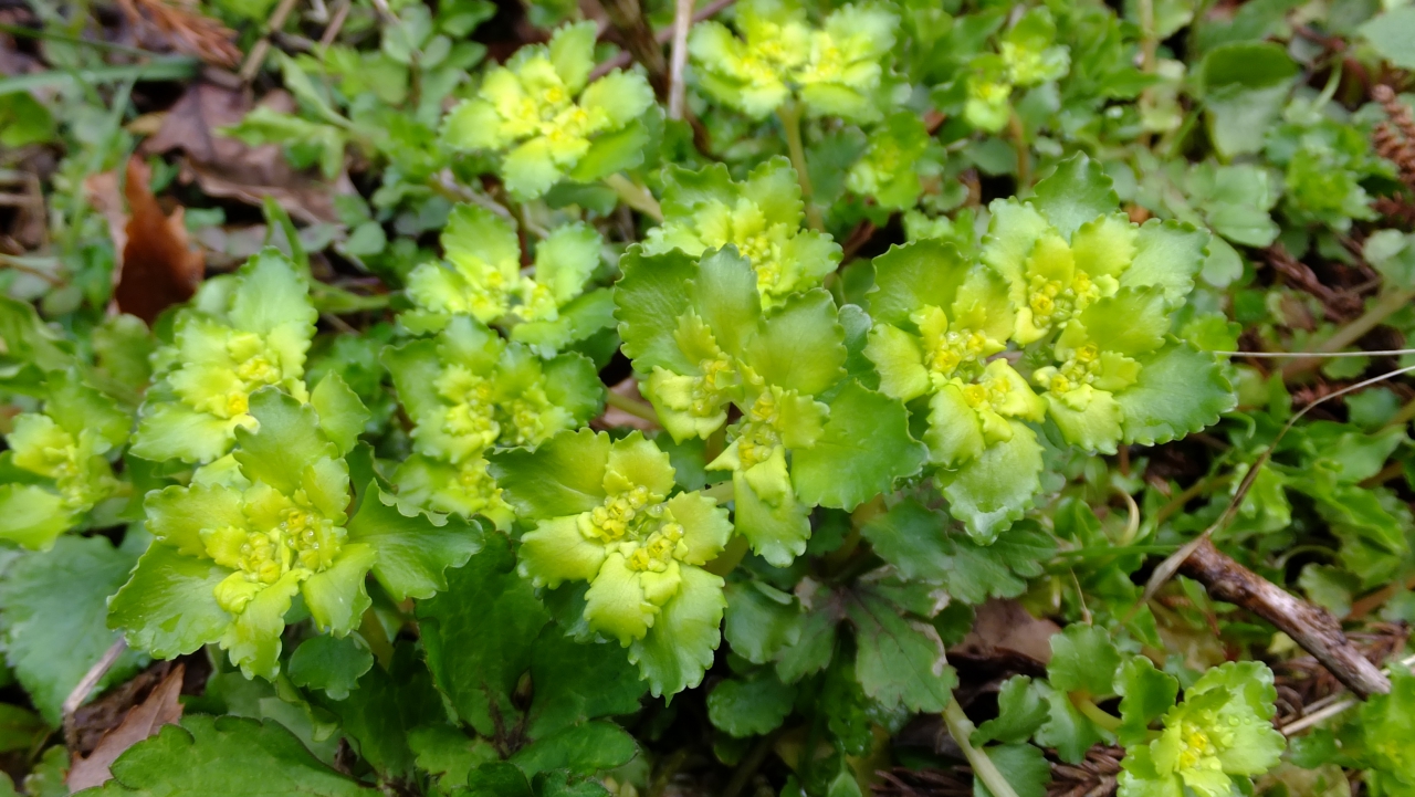 ネコノメソウの種類 はなせんせ