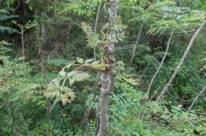 トゲトゲが葉 茎にたくさん付いた植物です はなせんせ