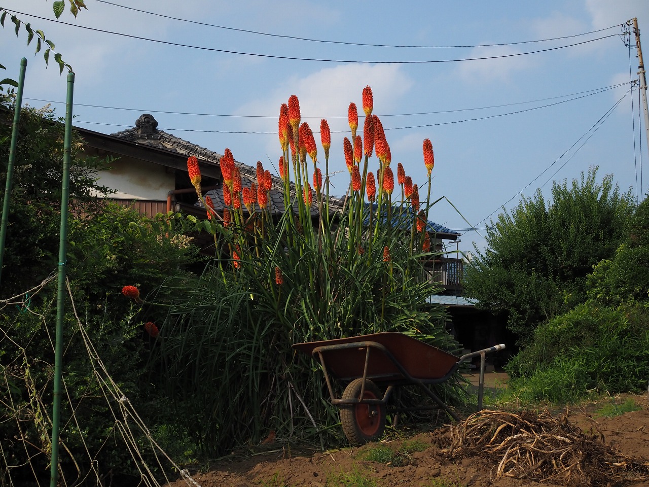 背が高い花 はなせんせ