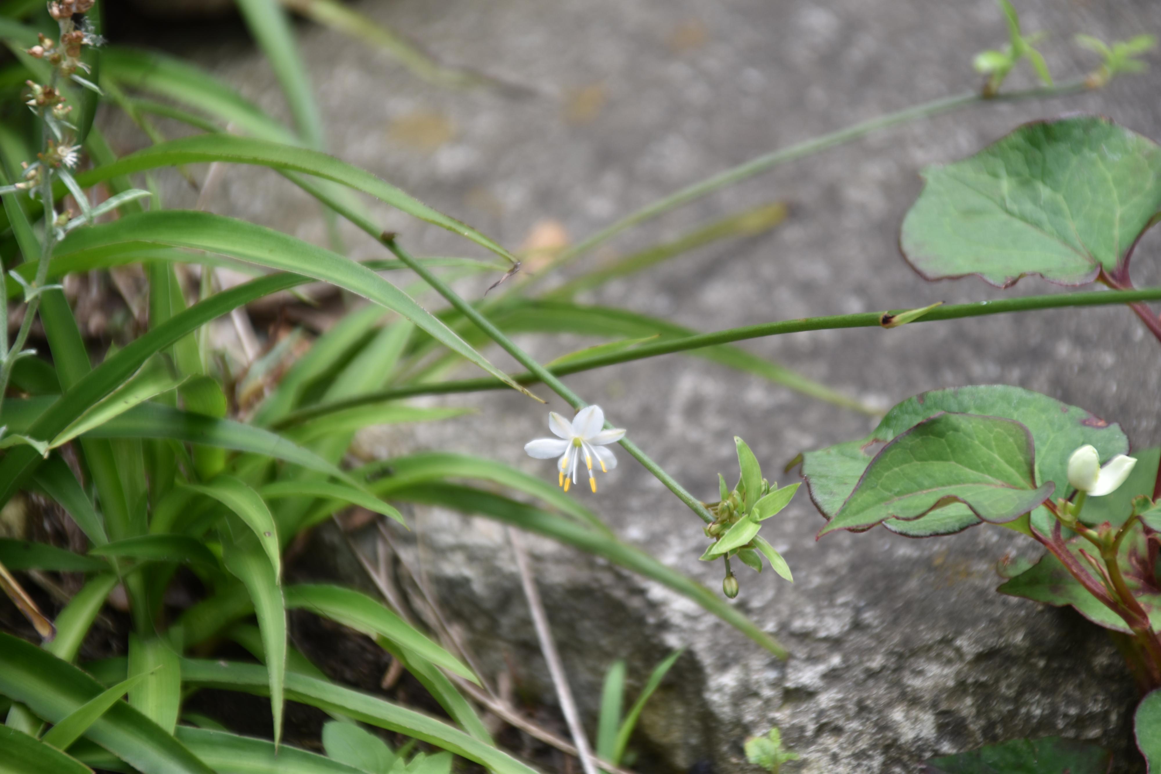 横に伸びた長い茎の先に白い花 はなせんせ