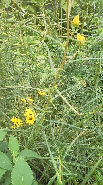 キク科の花のようだが葉が細いこの花は はなせんせ