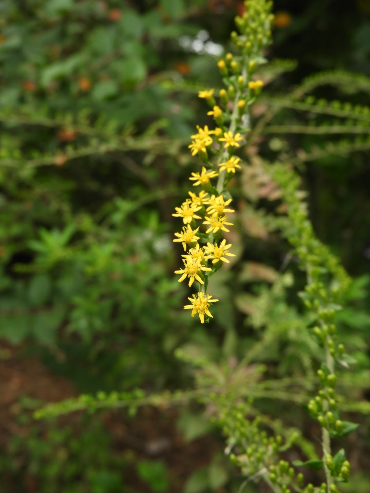 アキノキリンソウに似た植物 はなせんせ