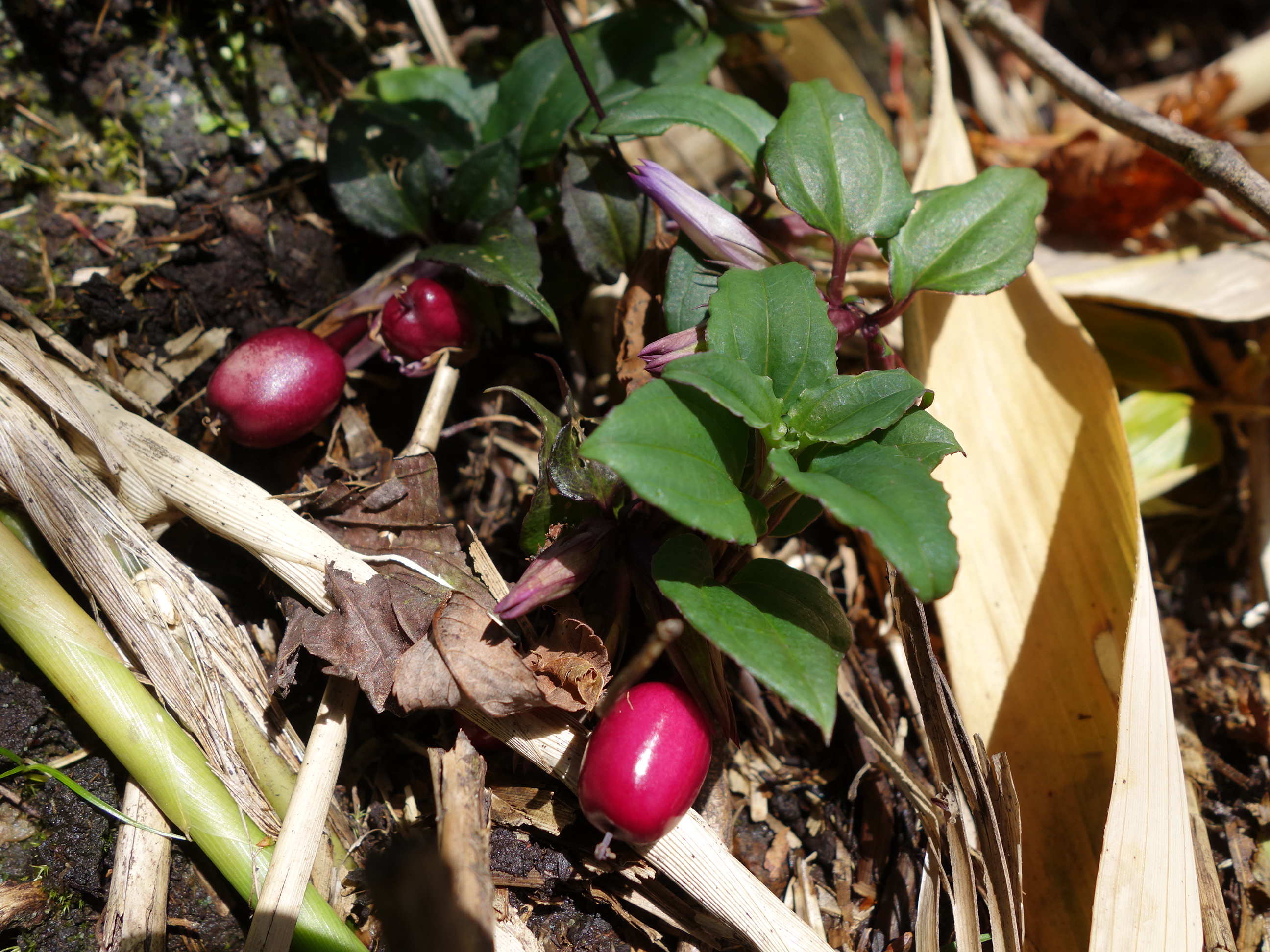 赤紫の実 はなせんせ