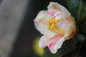 椿の種類と名前 はなせんせ