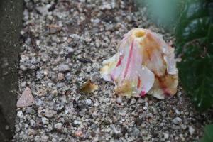 椿の種類と名前 はなせんせ