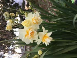 この水仙の花の名前 はなせんせ