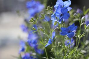 青い花の名前は はなせんせ