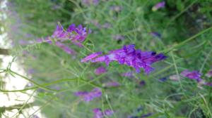 川沿いの紫色に咲いた花 はなせんせ
