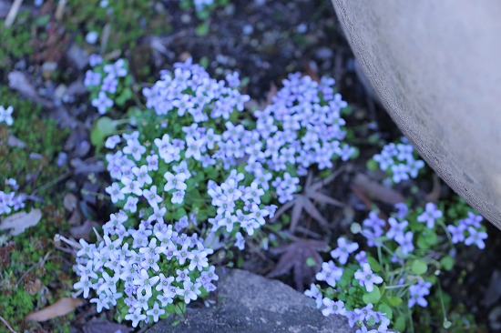 小さな花が集まってます はなせんせ