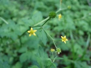 小さな黄色い花 はなせんせ