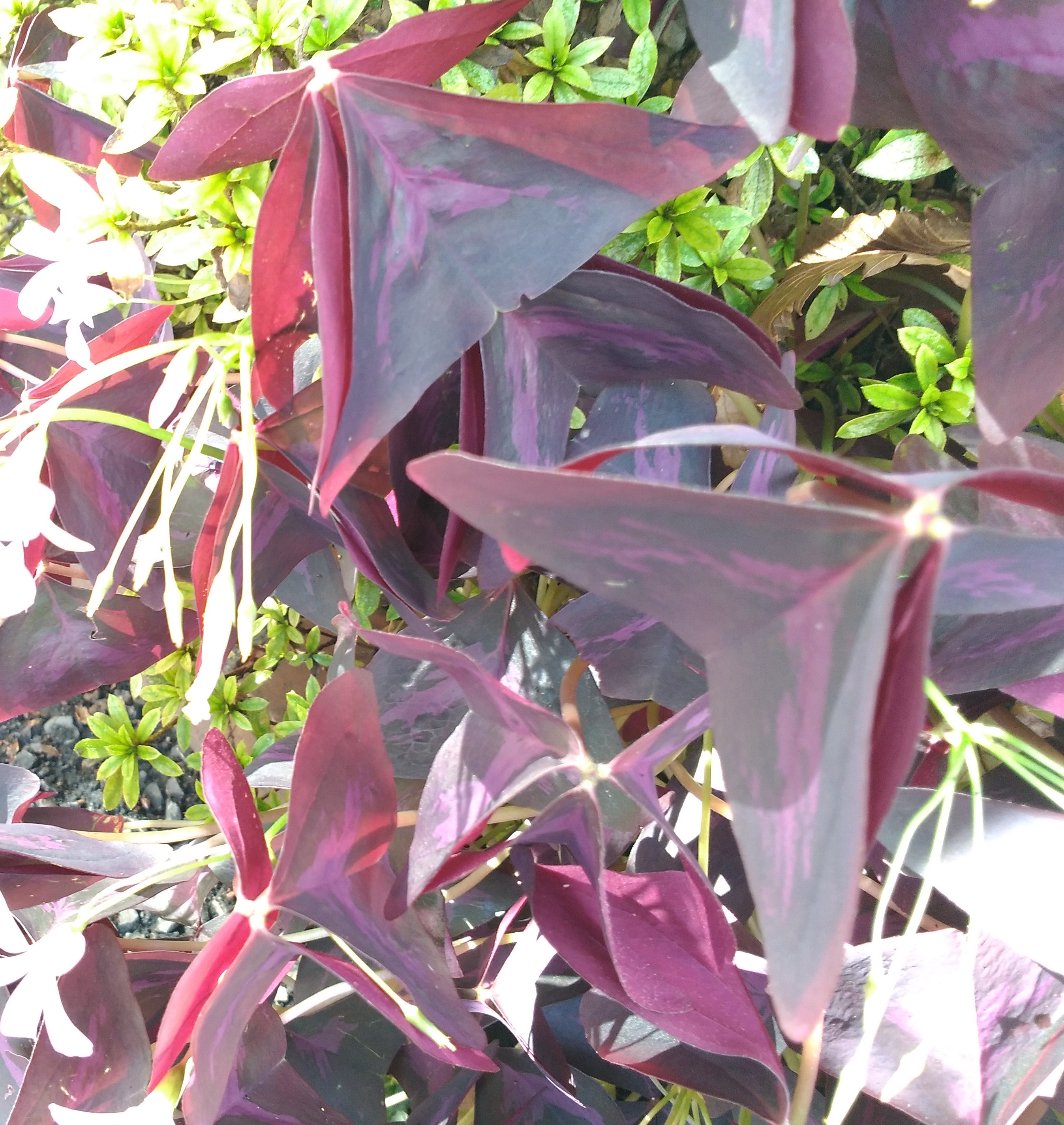 ヒコウキソウのような葉何という植物ですか はなせんせ