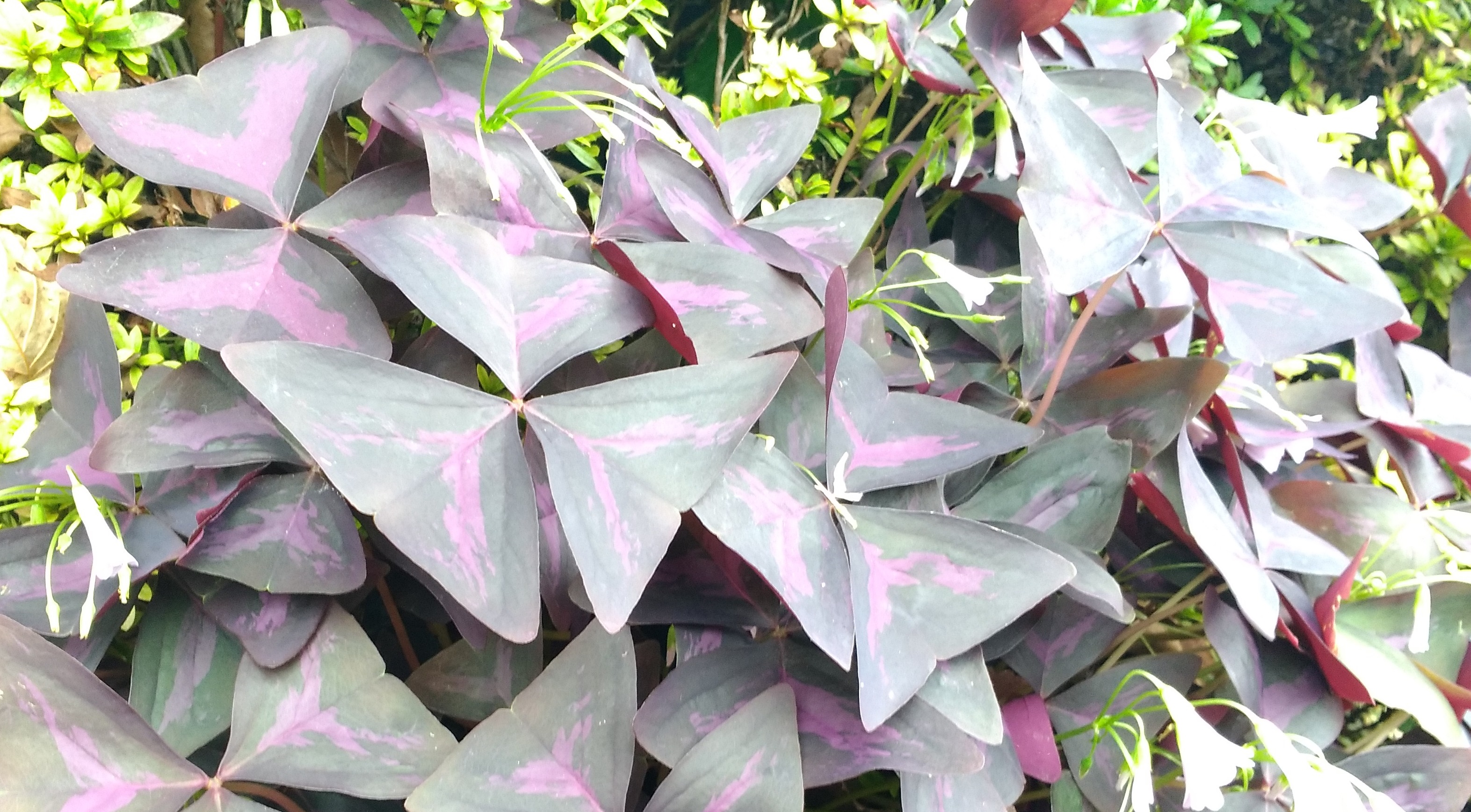 ヒコウキソウのような葉何という植物ですか はなせんせ