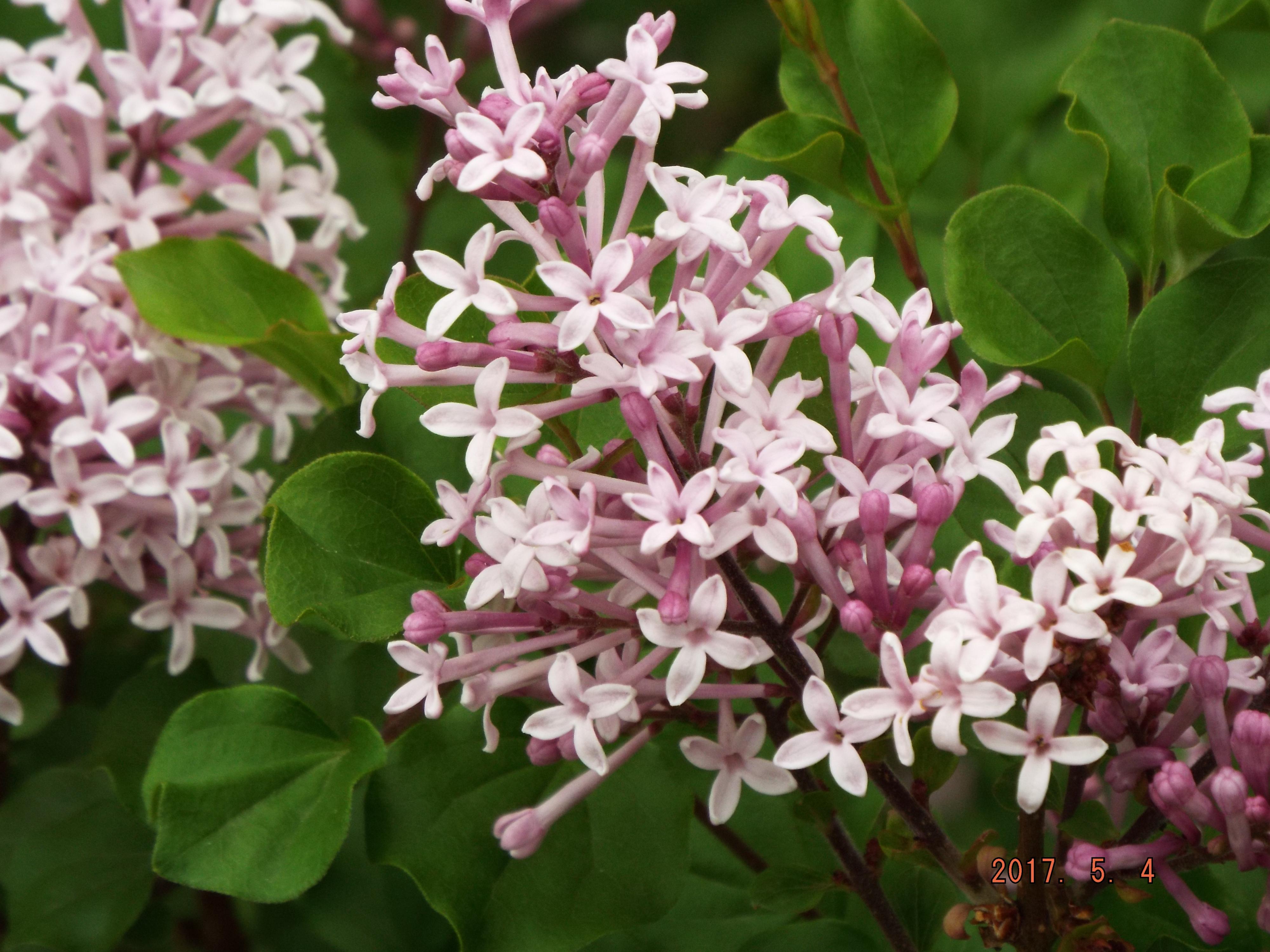 この花の名前を教えて下さい はなせんせ