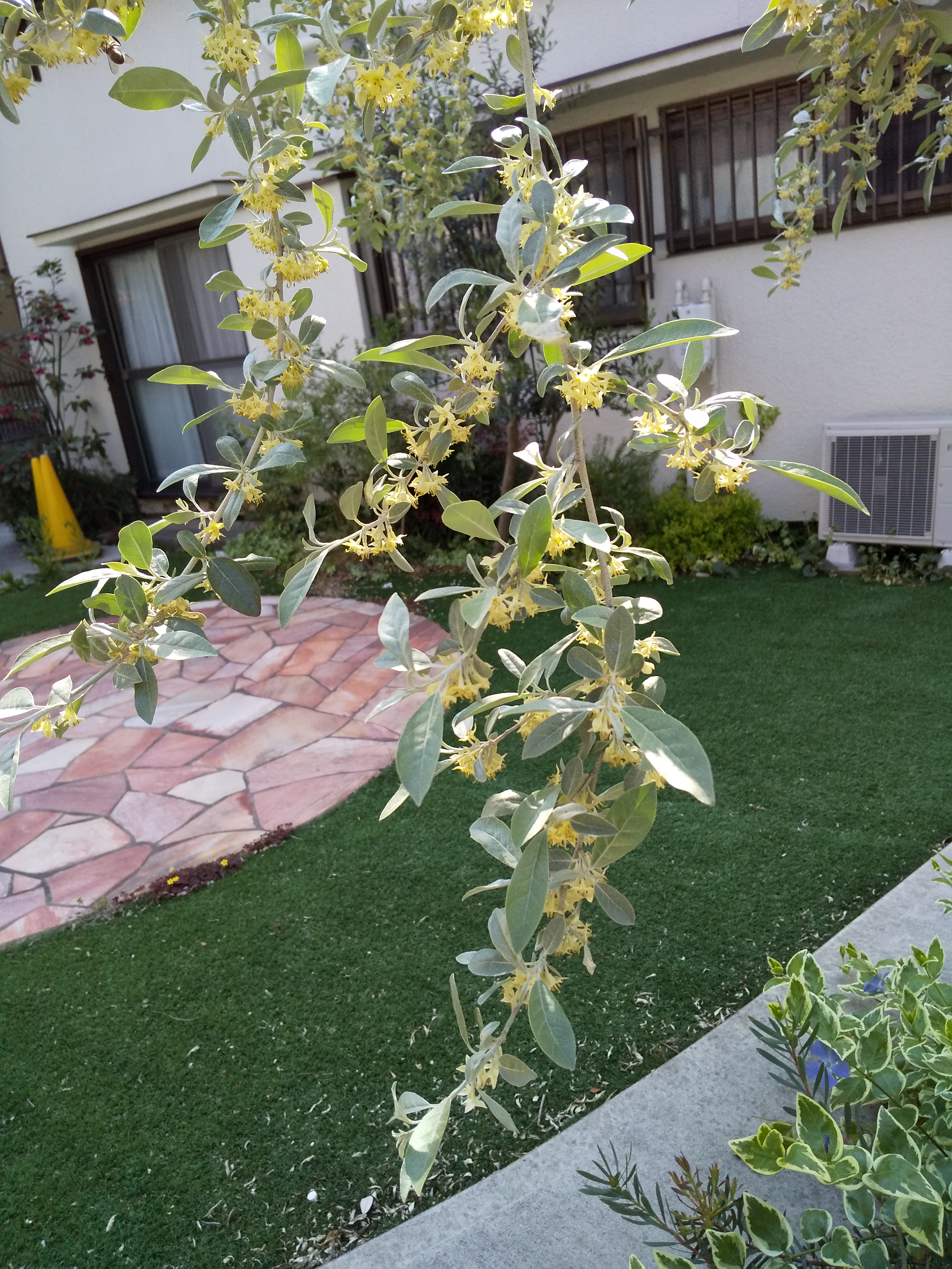 クリーム色の花です はなせんせ