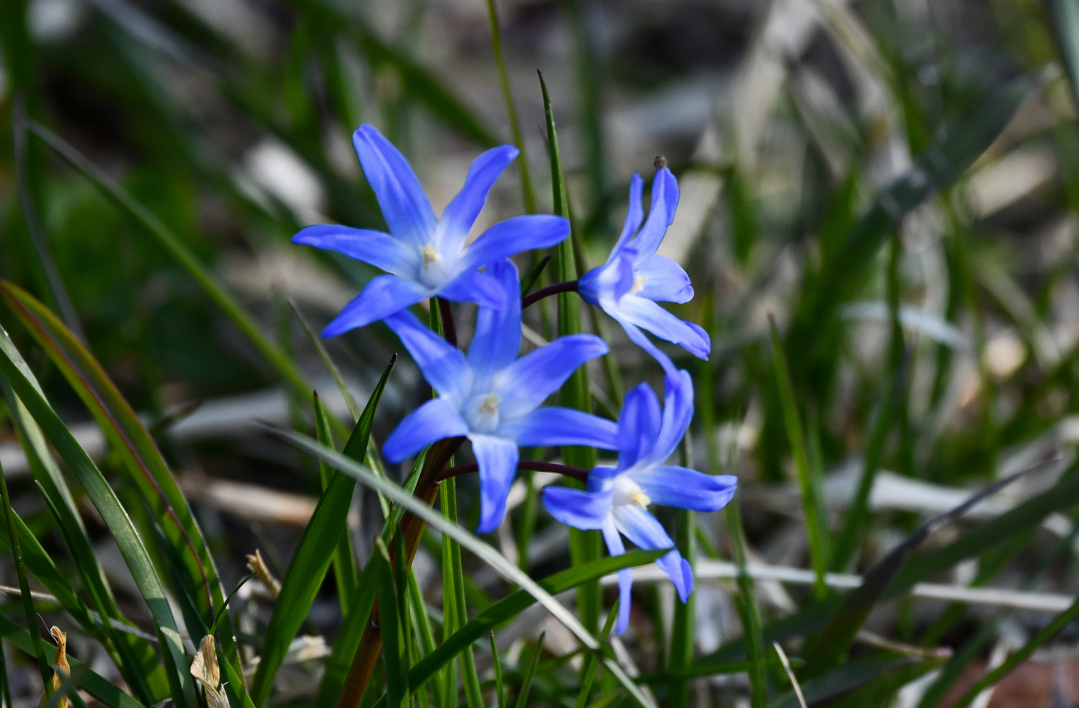 雑草のような青い花 はなせんせ