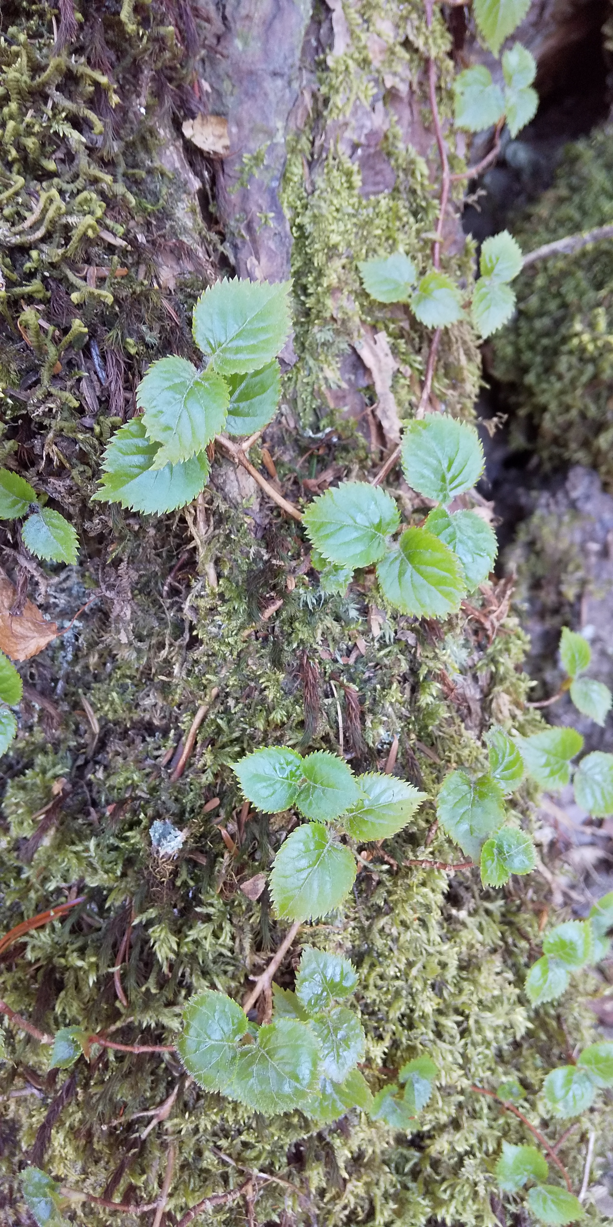 この蔦の名前を教えてください はなせんせ この蔦の名前を教えてください はなせんせ