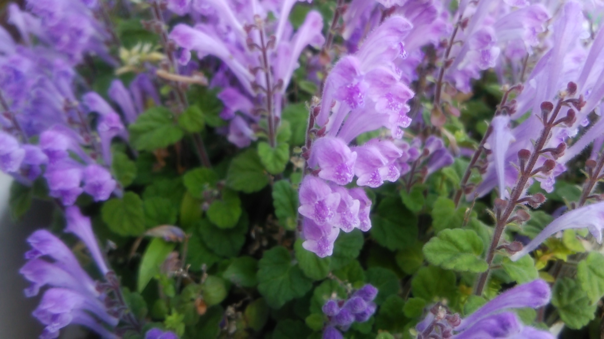 紫色の花の名前を調べる Mdscu