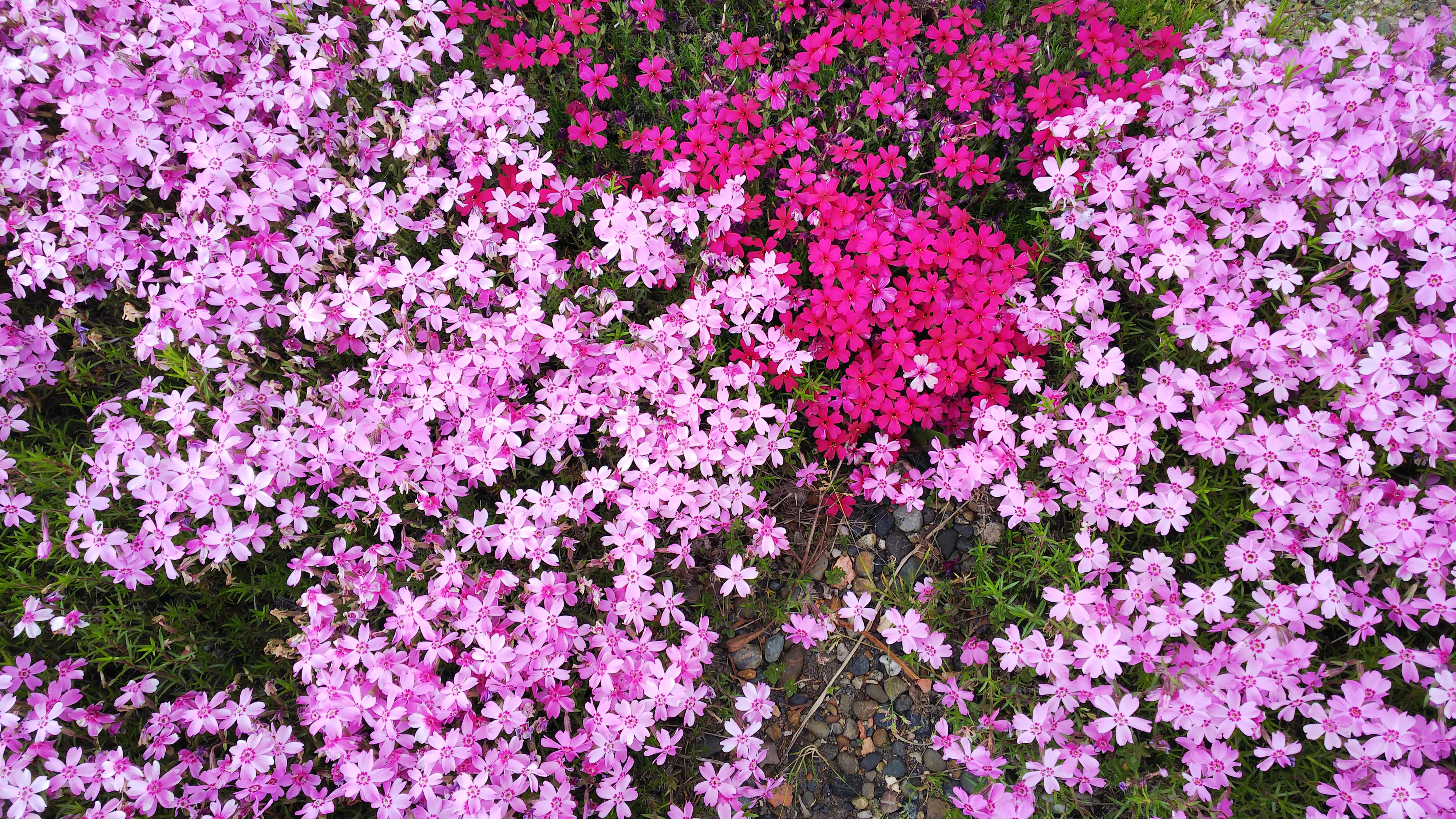 毎年この時期道端で良く見る花です はなせんせ