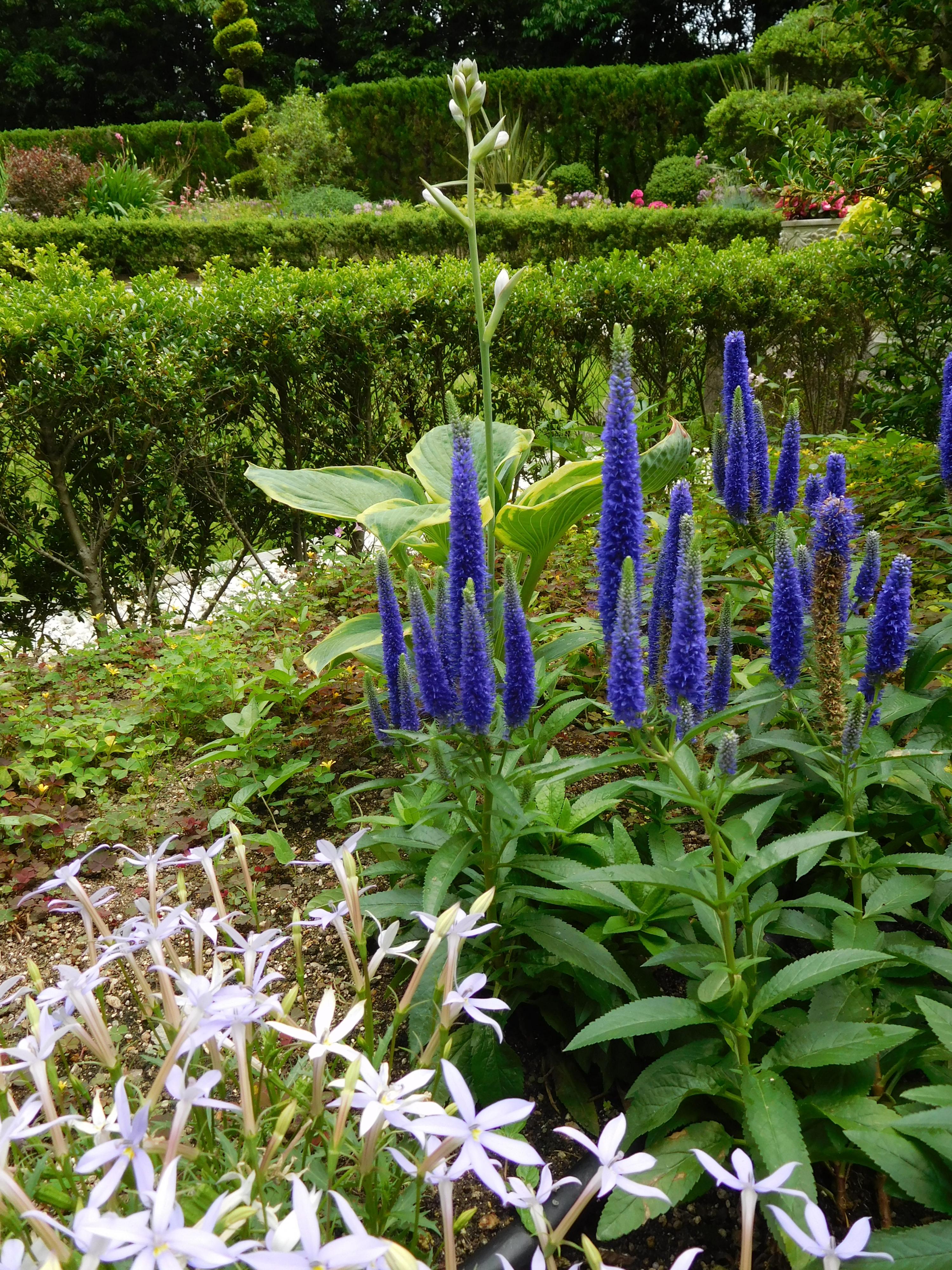 青い穂状花序をもつ植物を教えてください はなせんせ