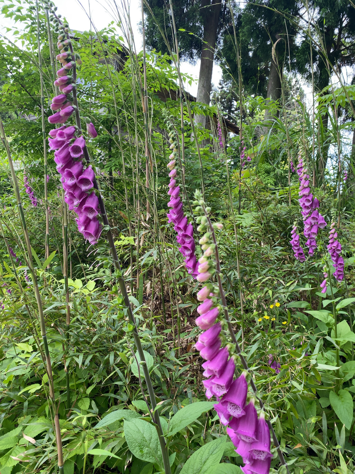 背 の 高い 花 倒れる