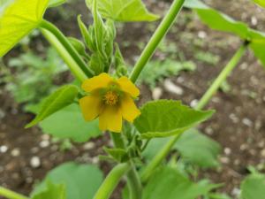 野菜やヒマワリの花に似ている黄色い花 はなせんせ