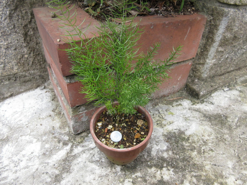 観葉植物 アスパラに似た細い葉 はなせんせ