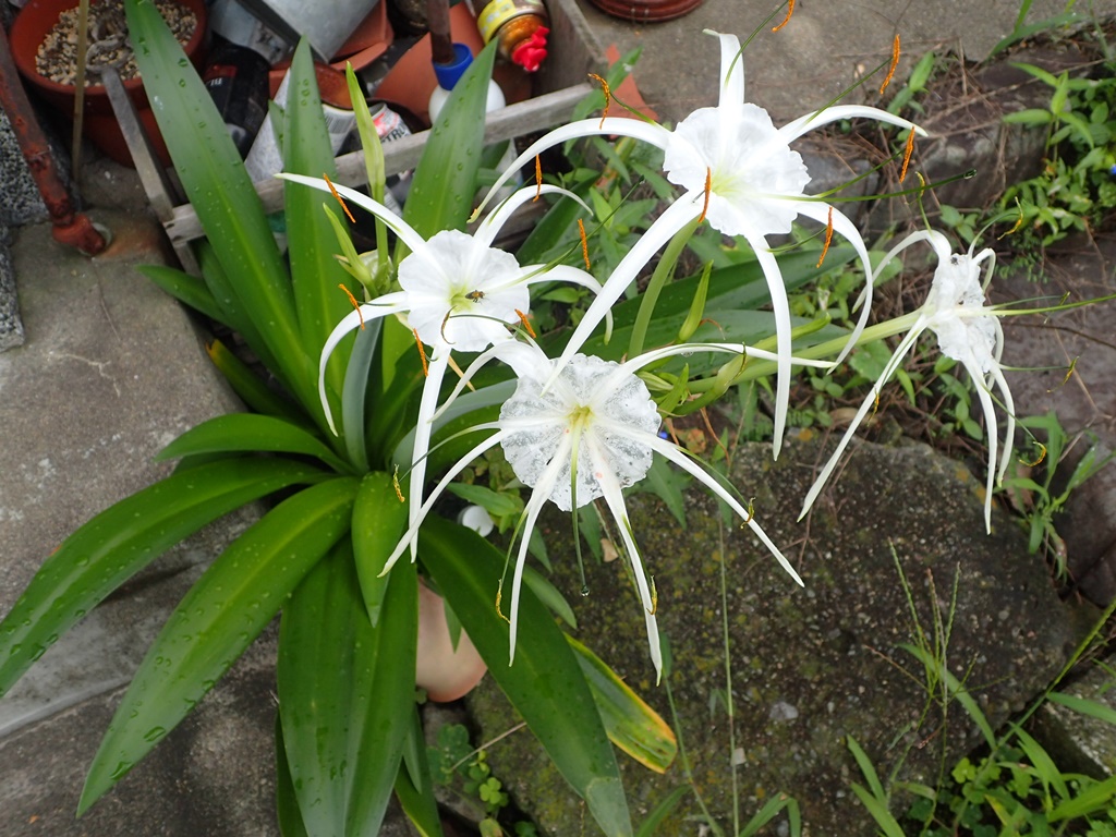 変わった花 はなせんせ
