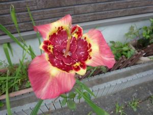 珍しい花の名前を教えてください はなせんせ