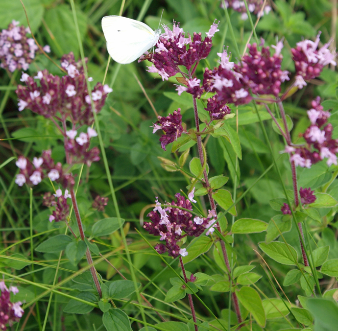 赤紫系の花の名前を教えてください はなせんせ