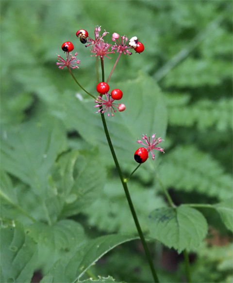 花と実の可愛い花の名前を教えてください はなせんせ