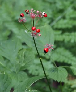 花と実の可愛い花の名前を教えてください はなせんせ