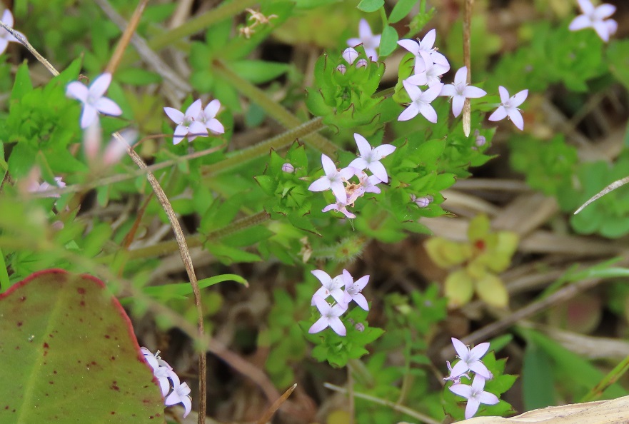 アカネ科の花 はなせんせ
